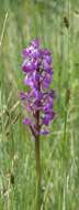 Image of Anacamptis palustris subsp. elegans (Heuff.) R. M. Bateman, Pridgeon & M. W. Chase