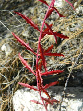 Image of twoleaf beardtongue