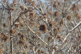 Image de Heliocarpus donnellsmithii Rose ex J. D. Sm.