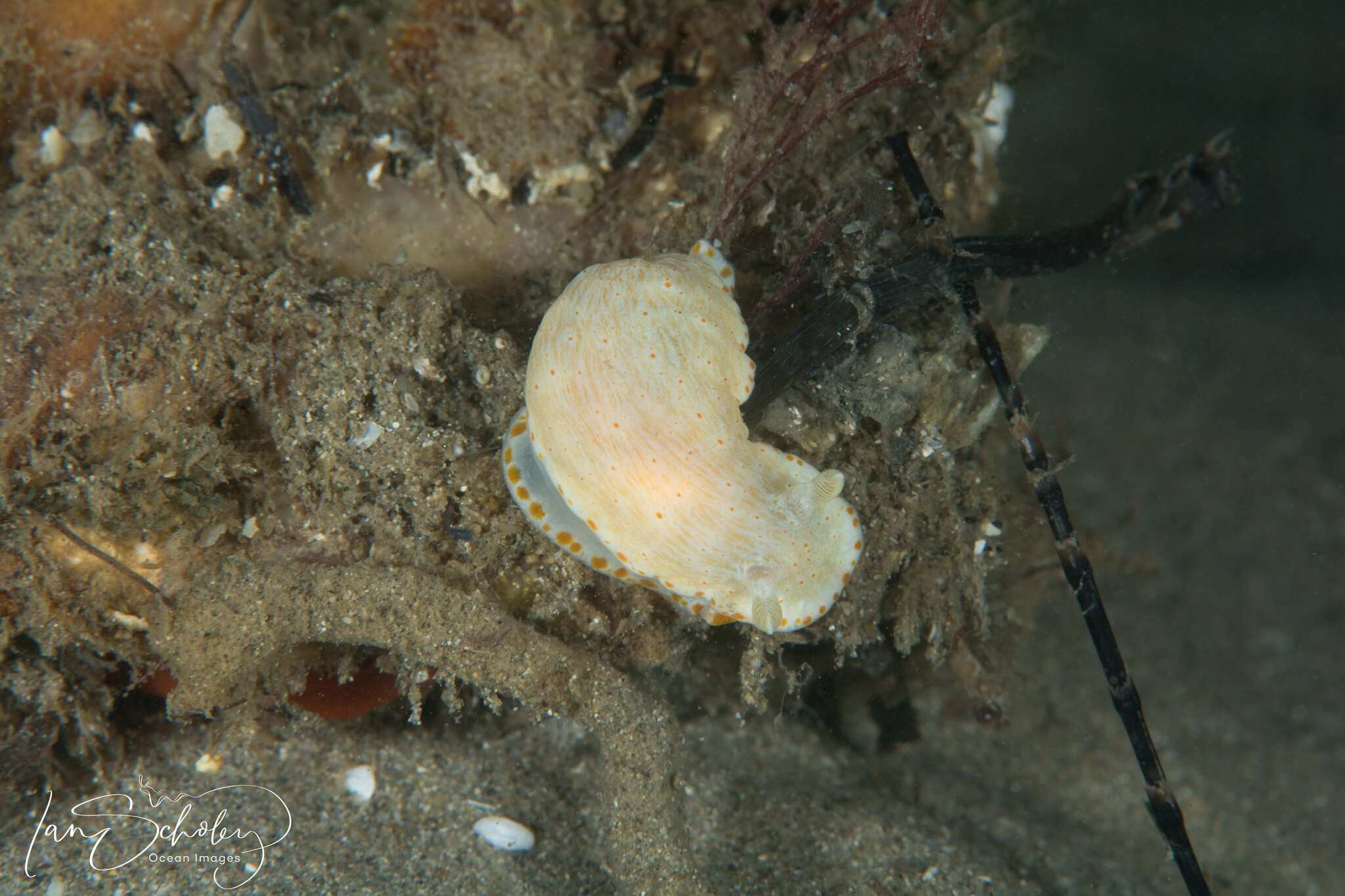 Image of Goniobranchus epicurius (Basedow & Hedley 1905)