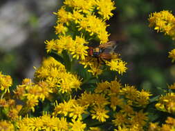 Image of Phasia aurigera (Egger 1860)