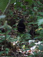 Image of Black-breasted Wood Quail