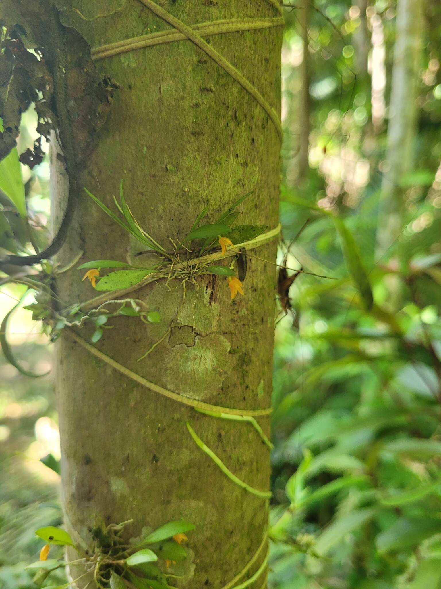 Plancia ëd Pabstiella trifida (Lindl.) Luer