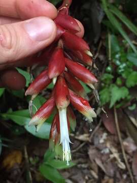 Image of Vriesea flammea L. B. Sm.