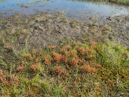 Image of slenderleaf sundew