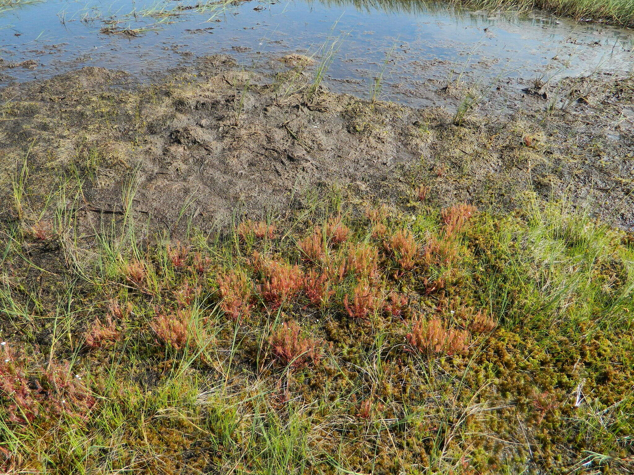 Image of slenderleaf sundew