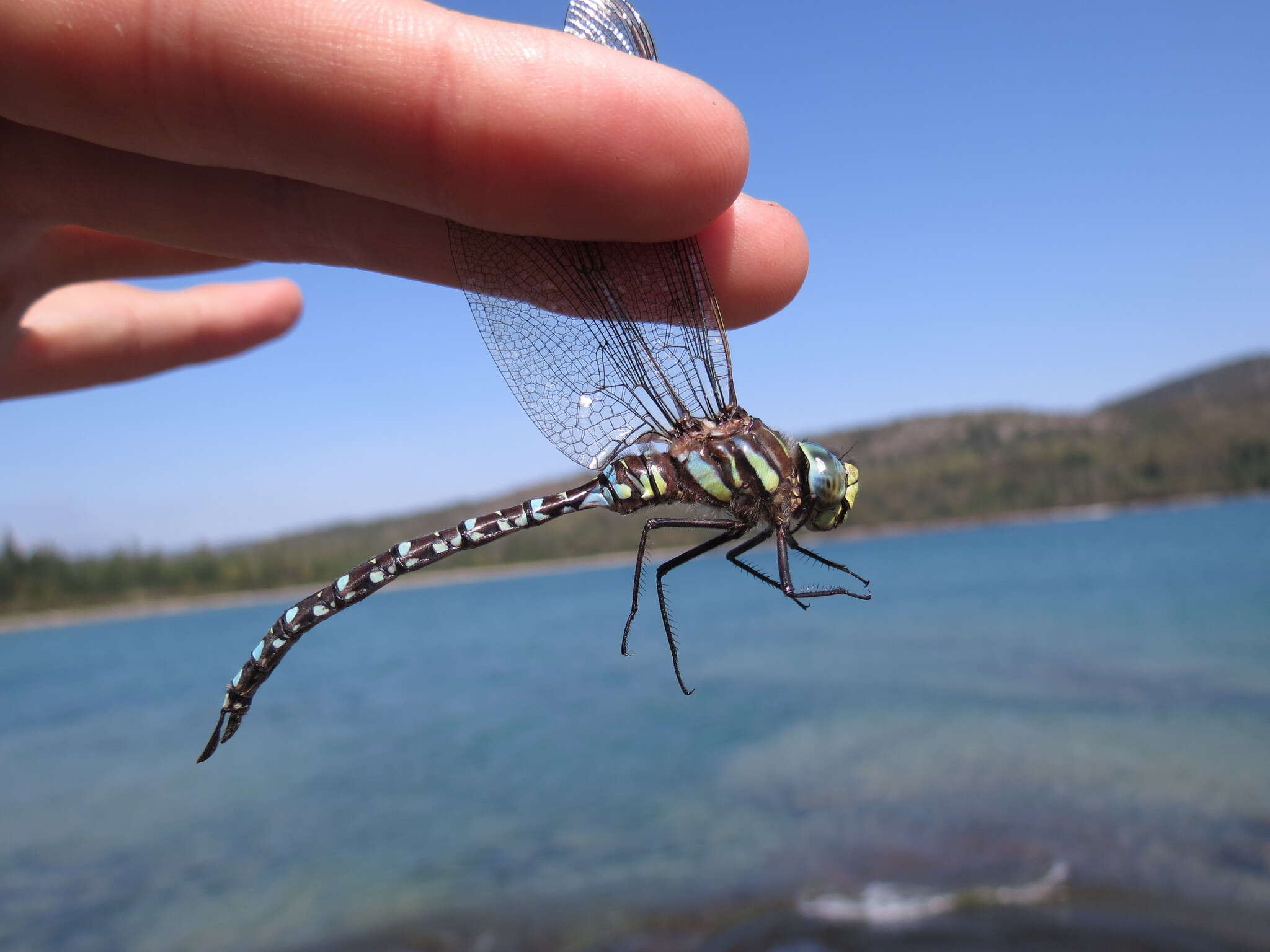 Image of Common Hawker