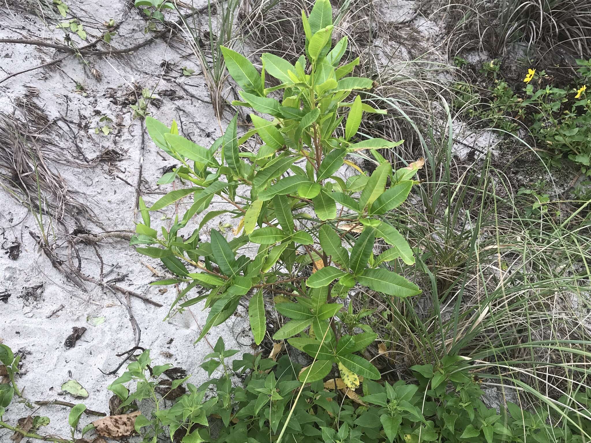 Image of Dodonaea viscosa subsp. viscosa