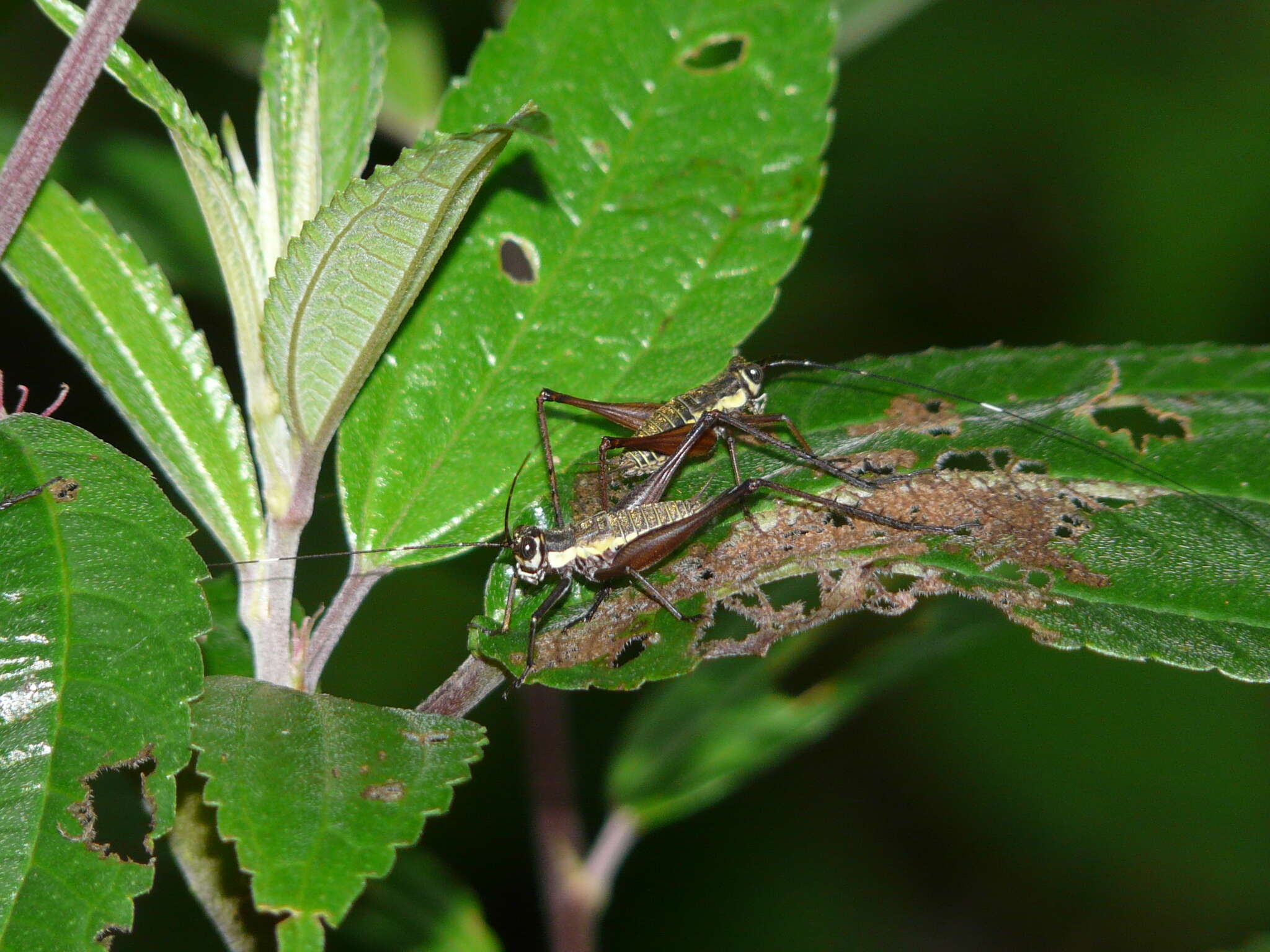 Image de Nisitrus musicus Ingrisch 1987