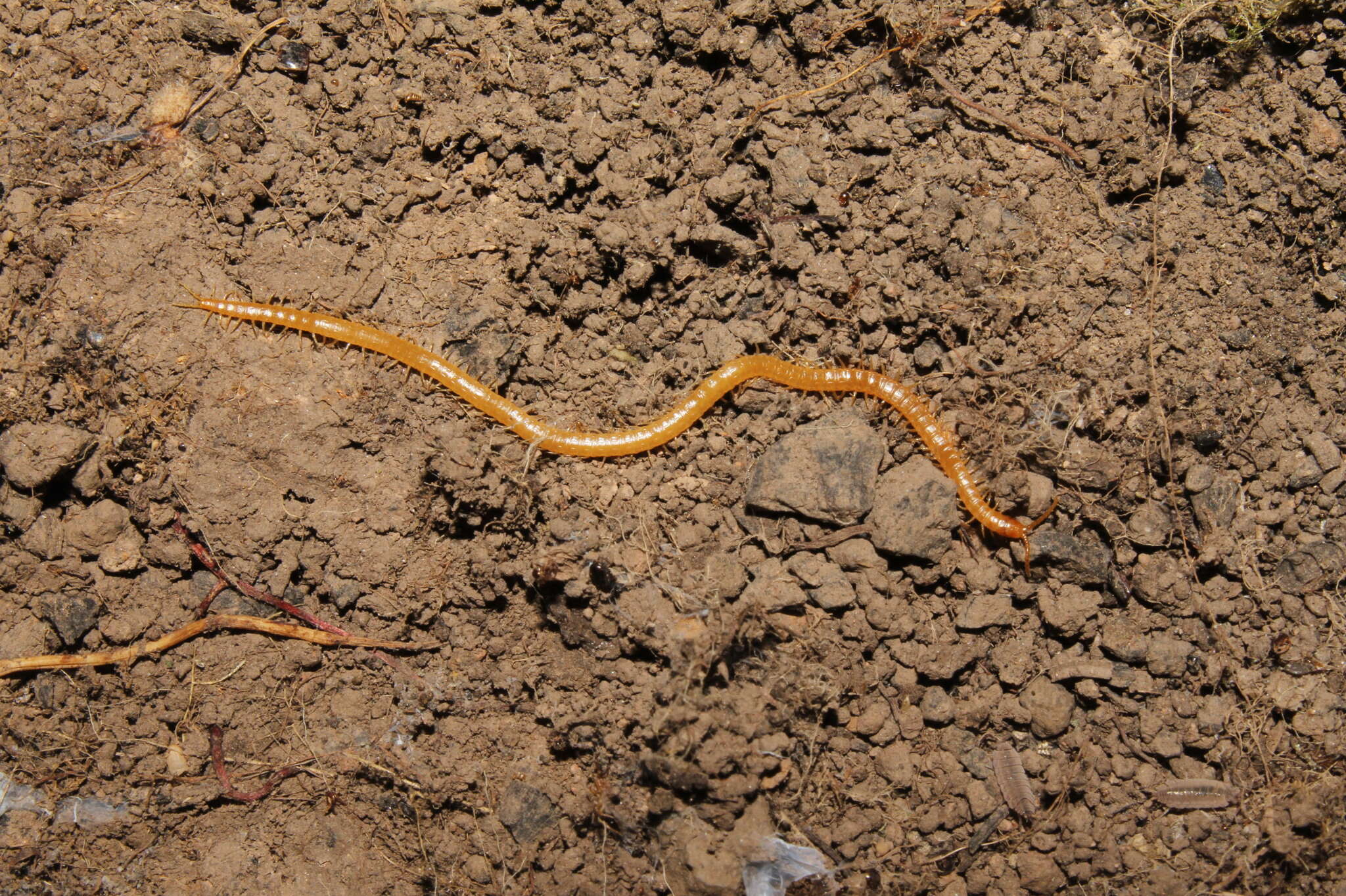 Image of Clinopodes C. L. Koch 1847