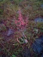 Image of Aloe transvaalensis Kuntze