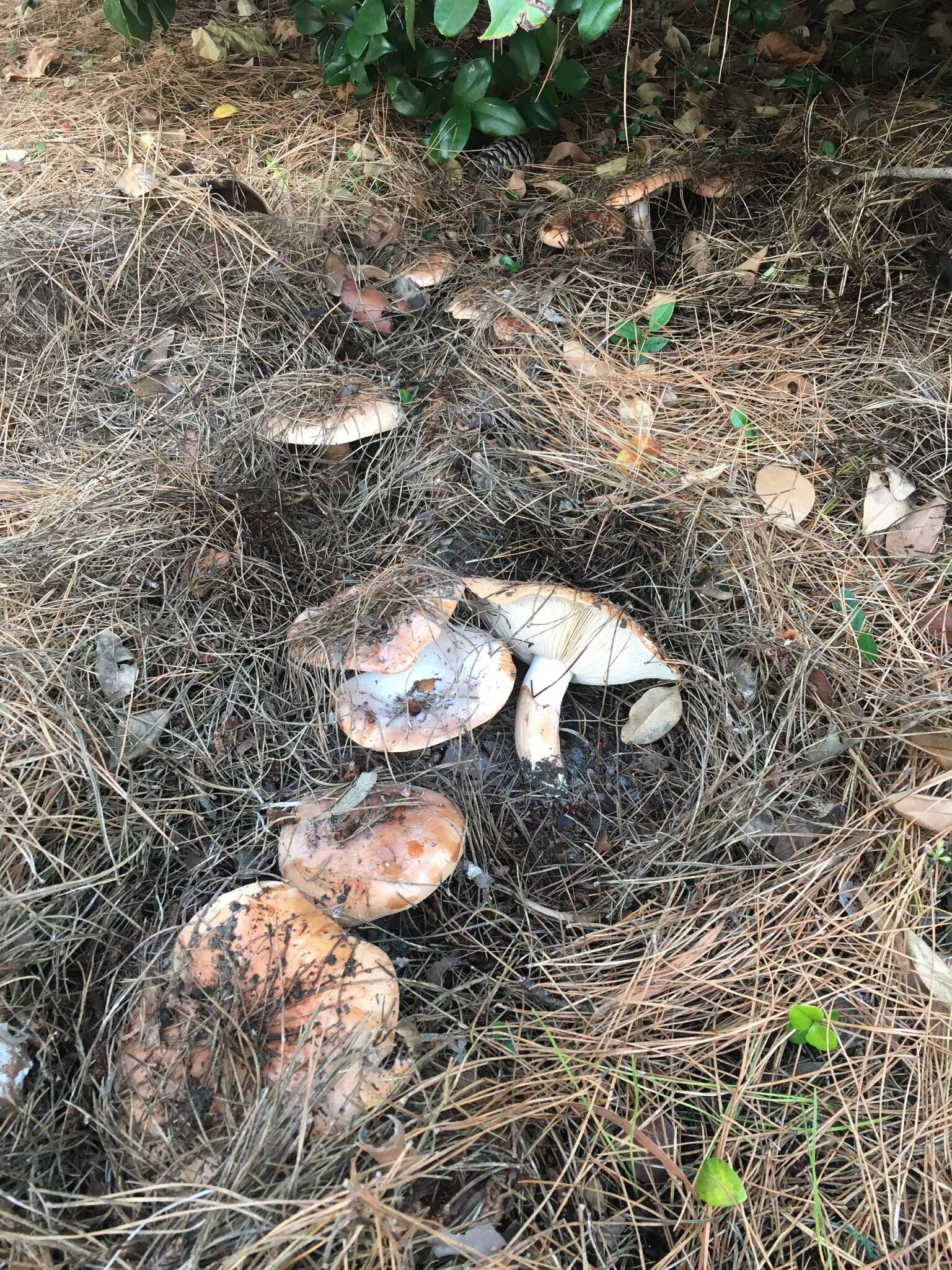 Image of Tricholoma fracticum (Britzelm.) Kreisel 1984