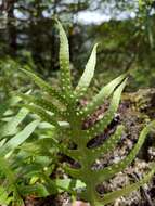 Image of Selliguea echinospora (Tag.) Fraser-Jenk.