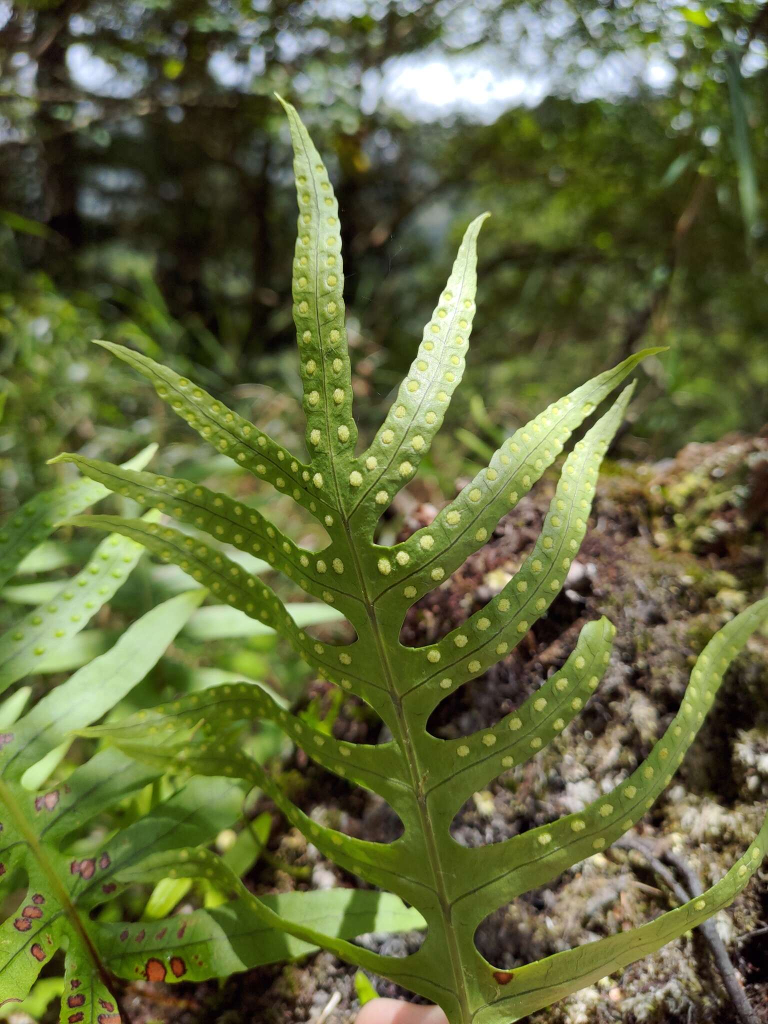 Image of Selliguea echinospora (Tag.) Fraser-Jenk.