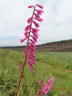 Imagem de Watsonia densiflora Baker