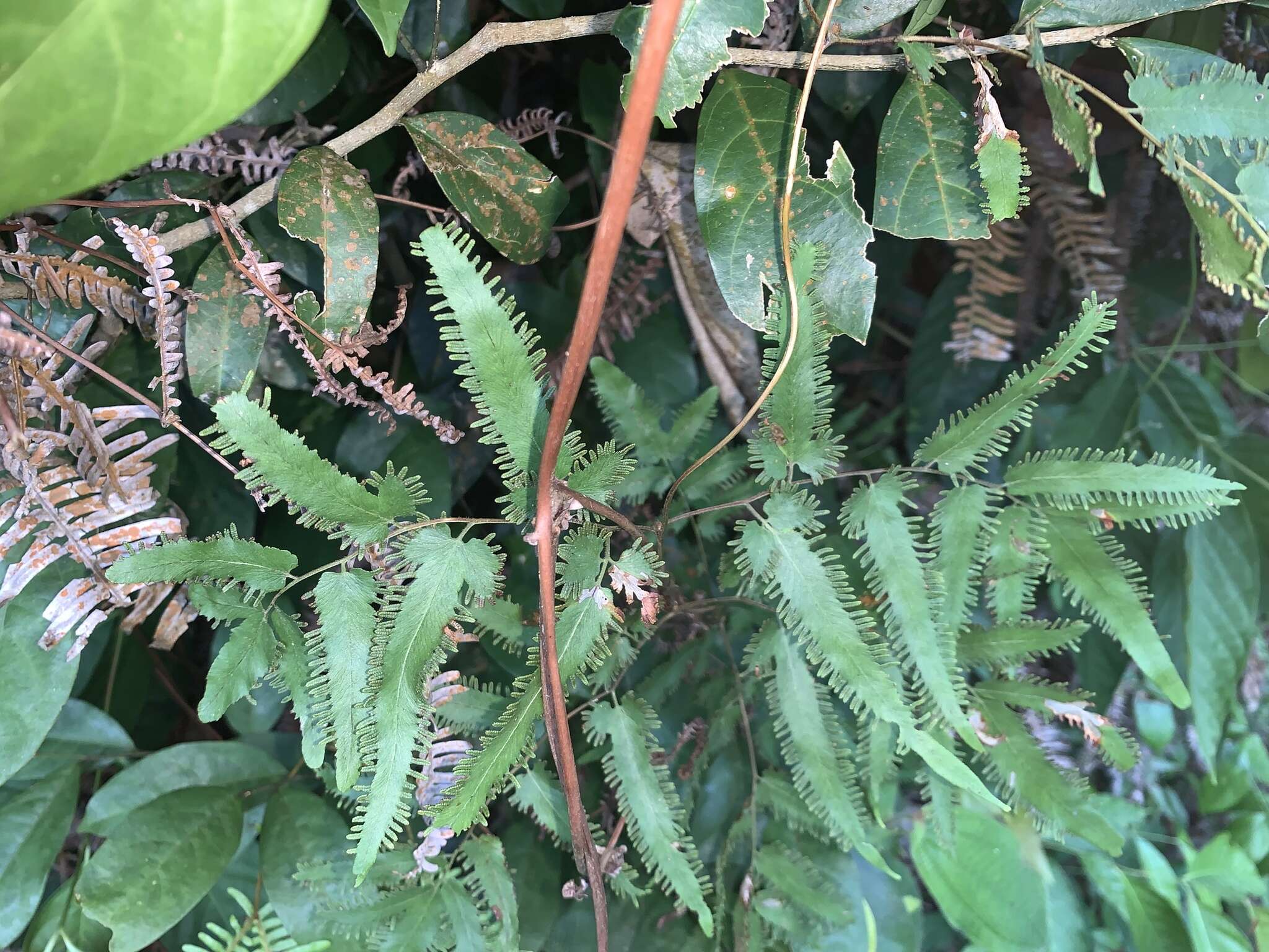 Image of maidenhair creeper