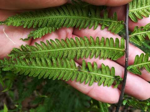 Image of Amauropelta oligocarpa (Humb. & Bonpl. ex Willd.) Pic. Serm.