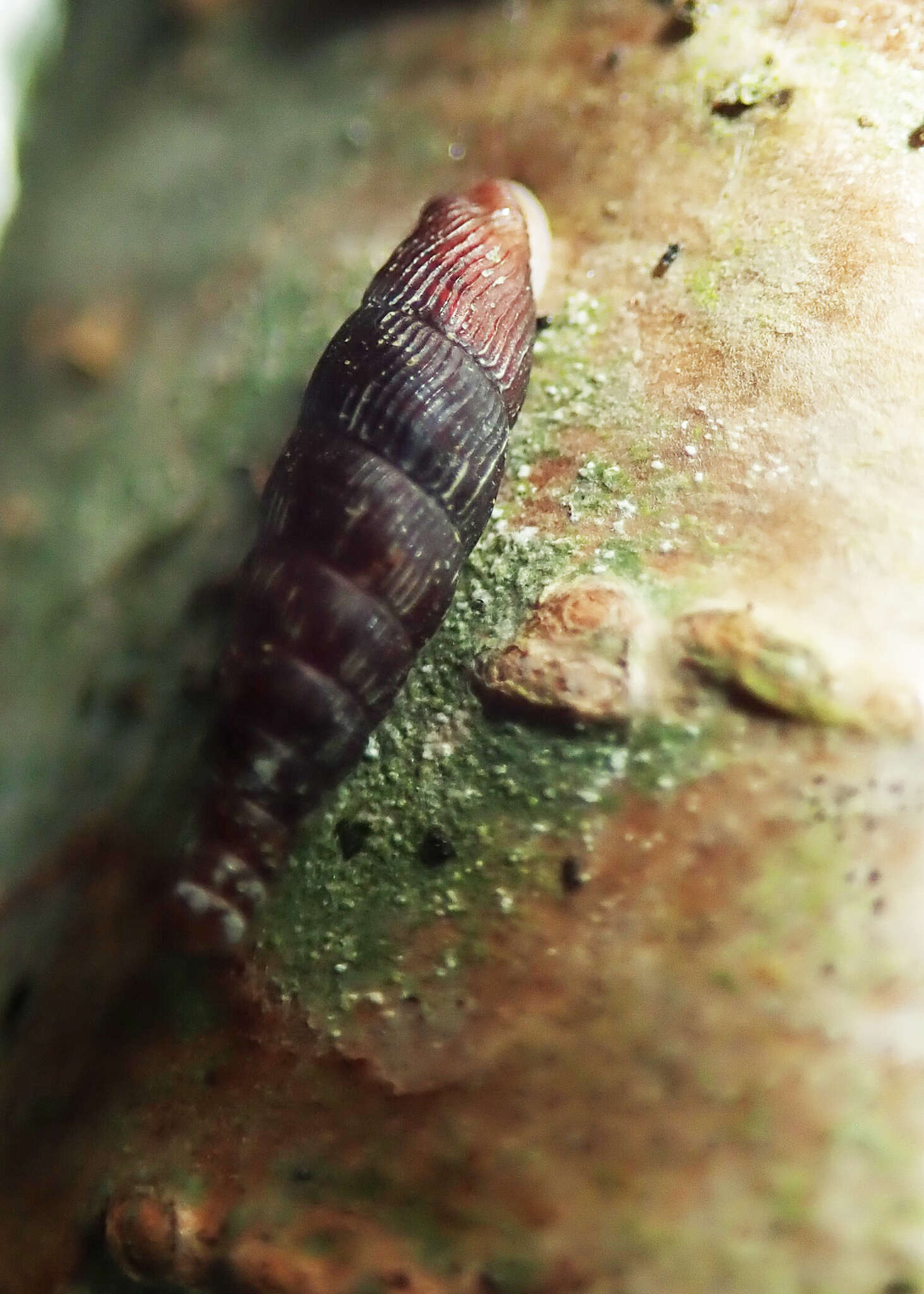 Image of Clausilia cruciata (S. Studer 1820)