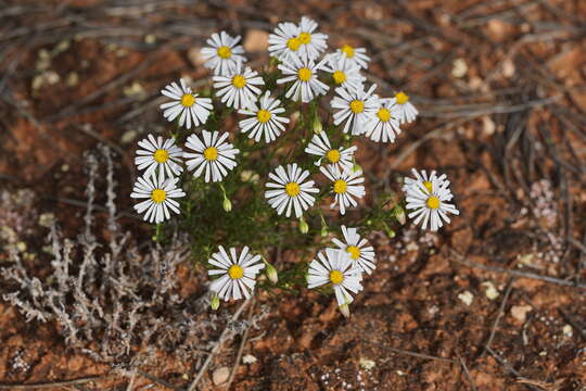 Image of Minuria leptophylla DC.