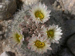 Plancia ëd Sclerocactus warnockii (L. D. Benson) N. P. Taylor