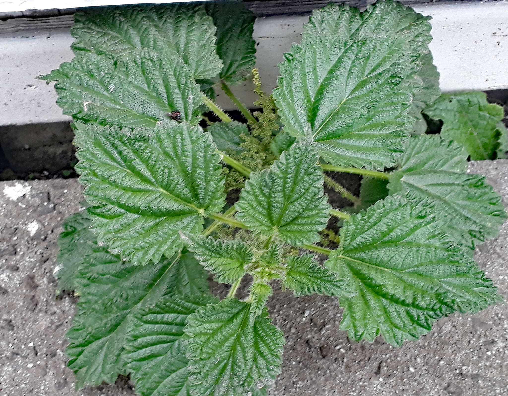 Image of Urtica australis Hook. fil.