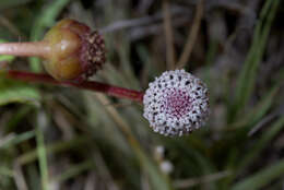 Spilanthes leiocarpa DC.的圖片