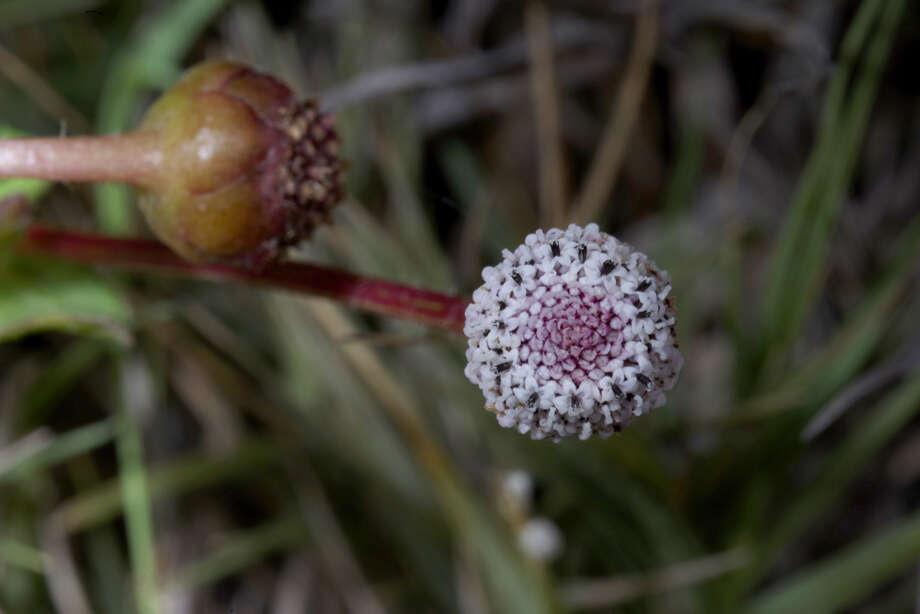 Image of Spilanthes leiocarpa DC.