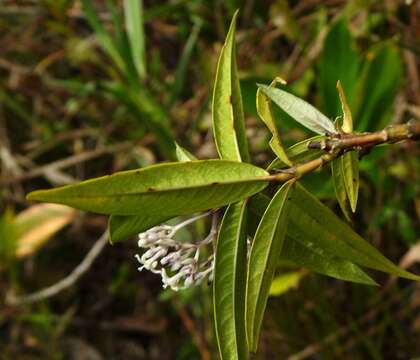 Image of Palicourea pseudinundata