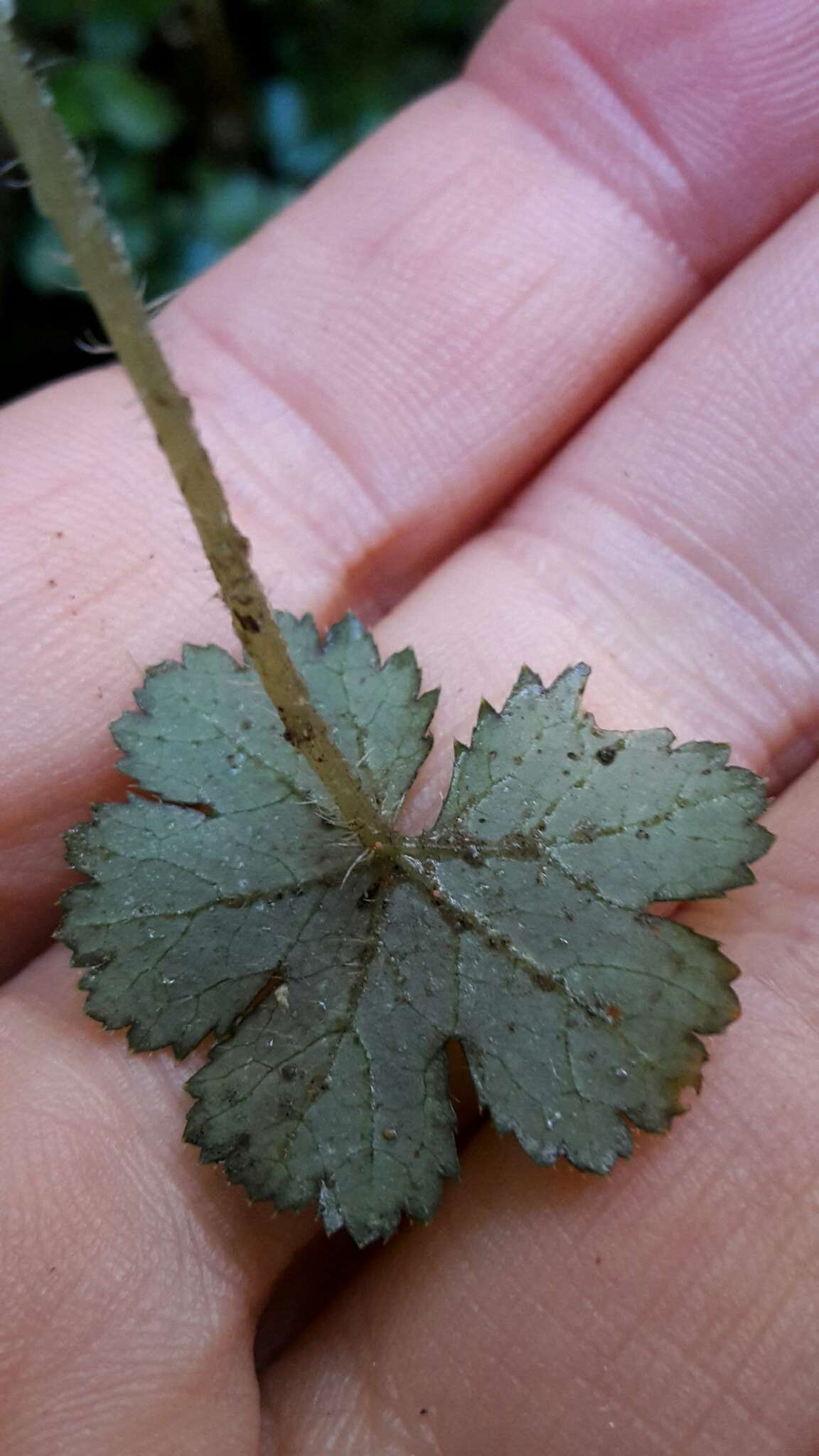 Imagem de Hydrocotyle elongata A. Cunn. ex Hook. fil.