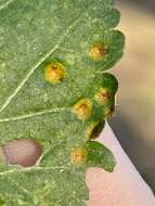 Image of Puccinia modiolae P. Syd. & Syd. 1903