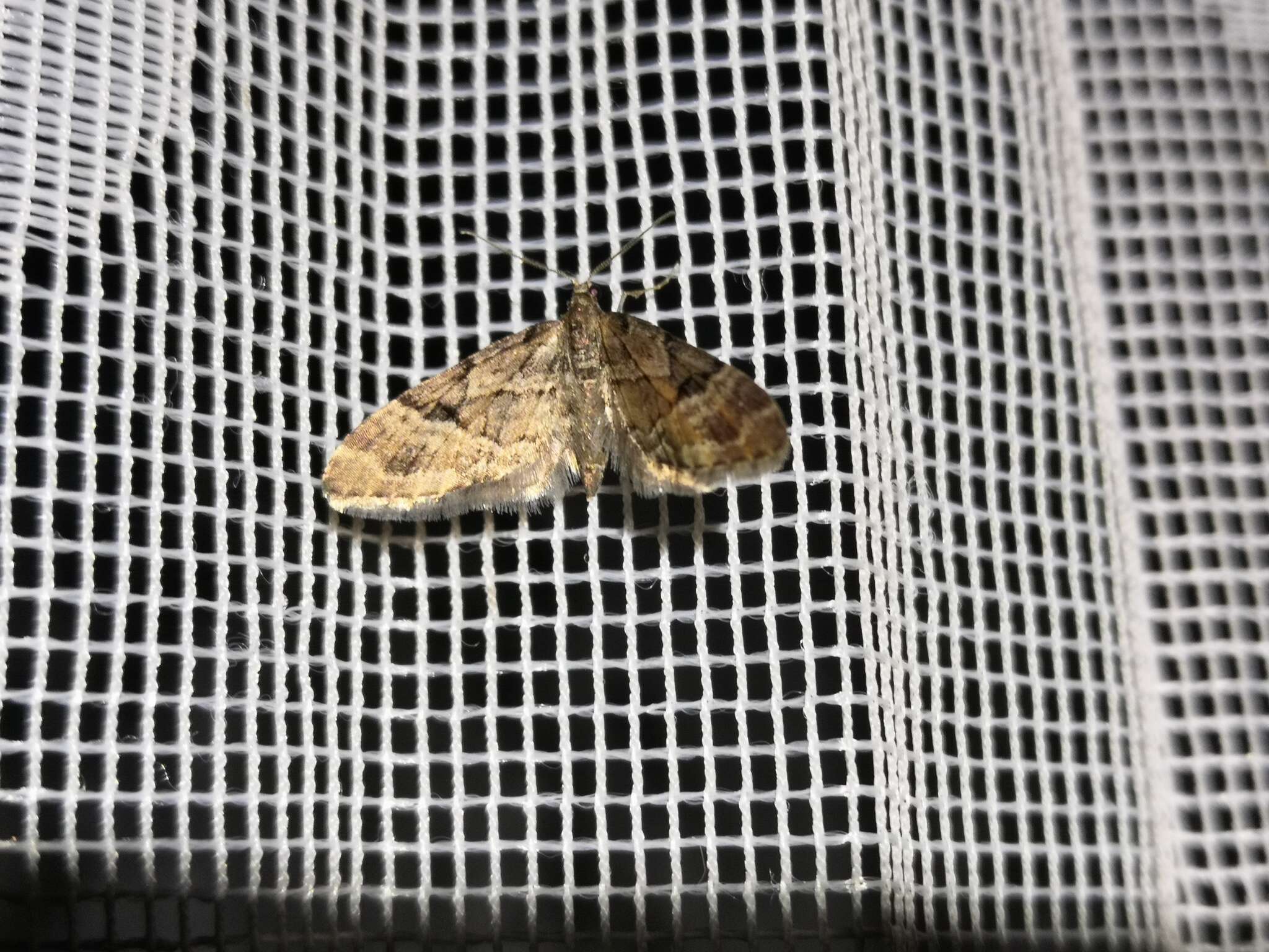 Image of lanceolate-winged pug