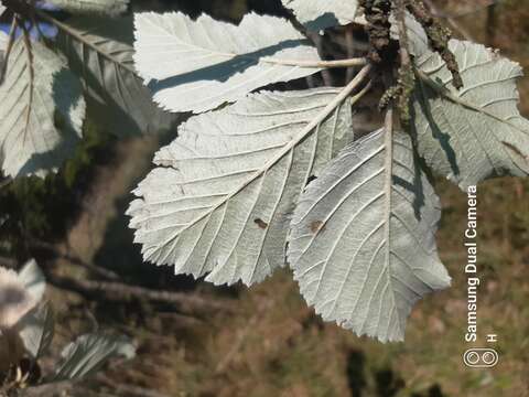 Plancia ëd Aria danubialis (Jáv.) Sennikov & Kurtto