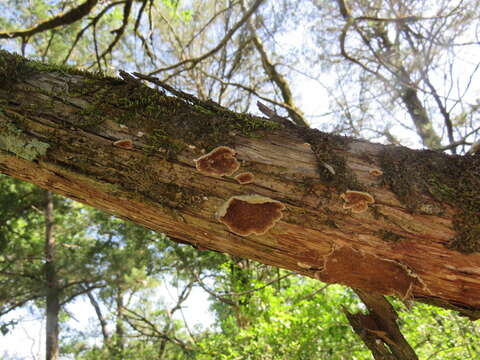 Image of Trametes villosa (Sw.) Kreisel 1971