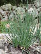 Image of Asphodeline brevicaulis (Bertol.) J. Gay ex Baker