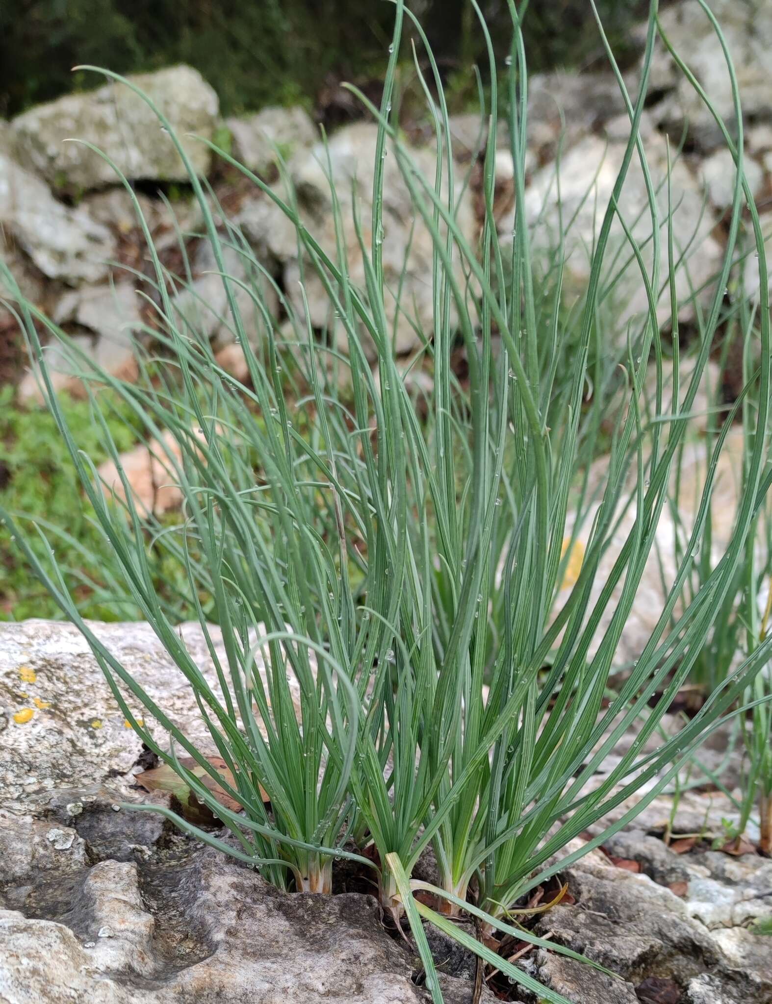 Image of Asphodeline brevicaulis (Bertol.) J. Gay ex Baker