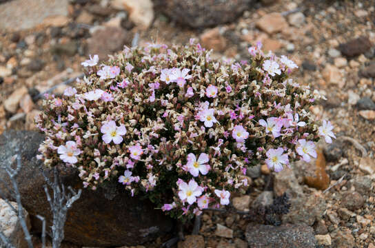 Image of Frankenia chilensis Presl