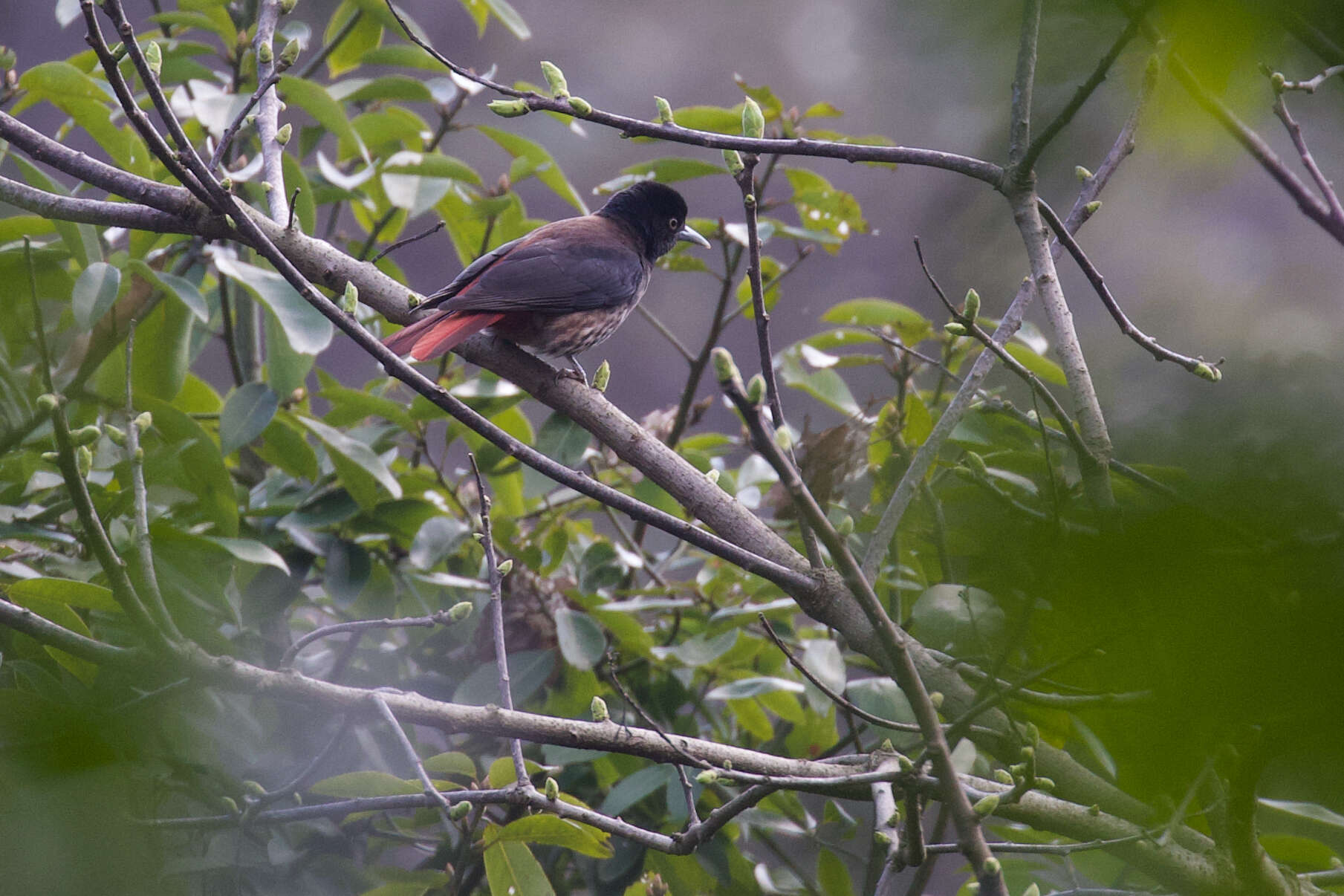 Image of Maroon Oriole