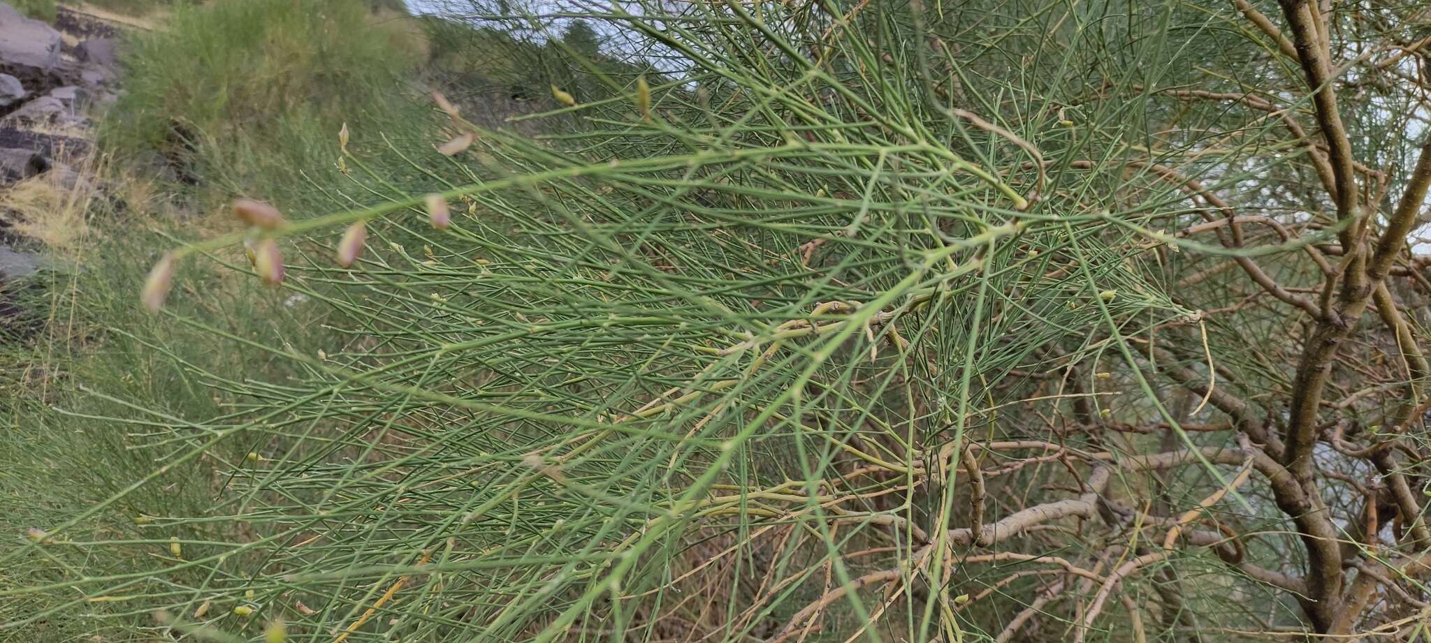 Image of Mt. Etna broom