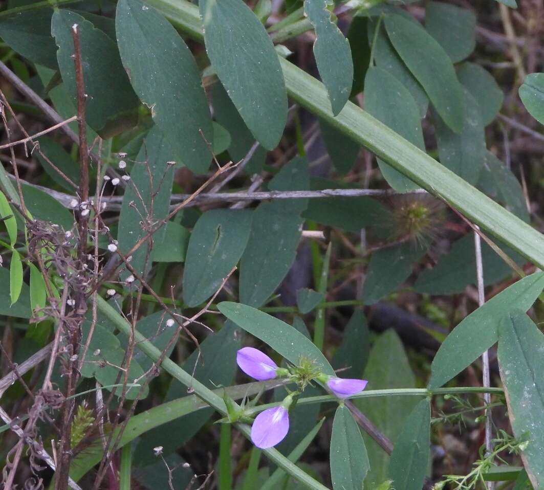 Слика од Vicia bithynica (L.) L.