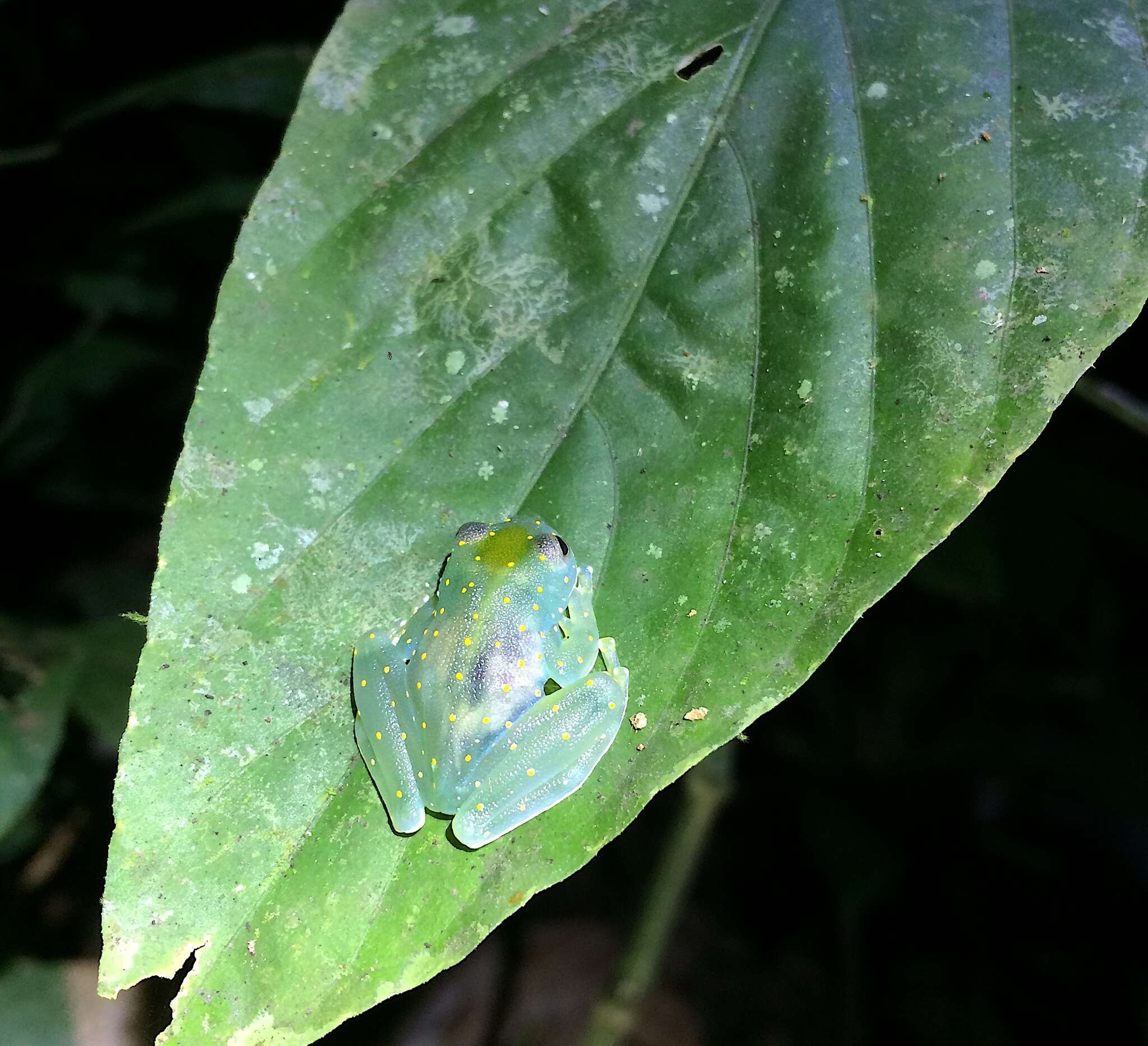 Image of San Jose Cochran Frog