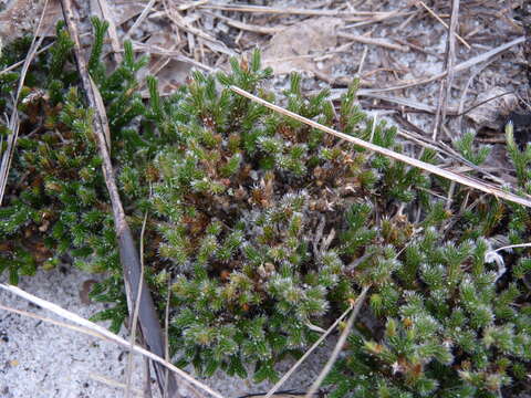 Image of spiny spikemoss