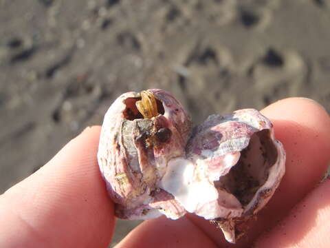 Image of titan acorn barnacle