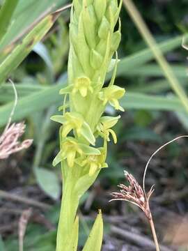 Habenaria parviflora Lindl. resmi