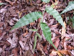 صورة Chasechloa madagascariensis (Baker) A. Camus