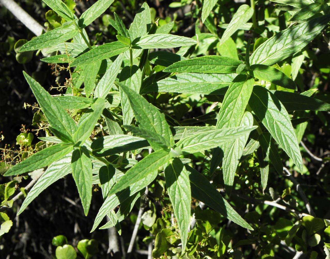 Image of Mentha longifolia subsp. capensis (Thunb.) Briq.