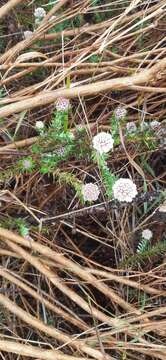 Image of Beautiful Blombush
