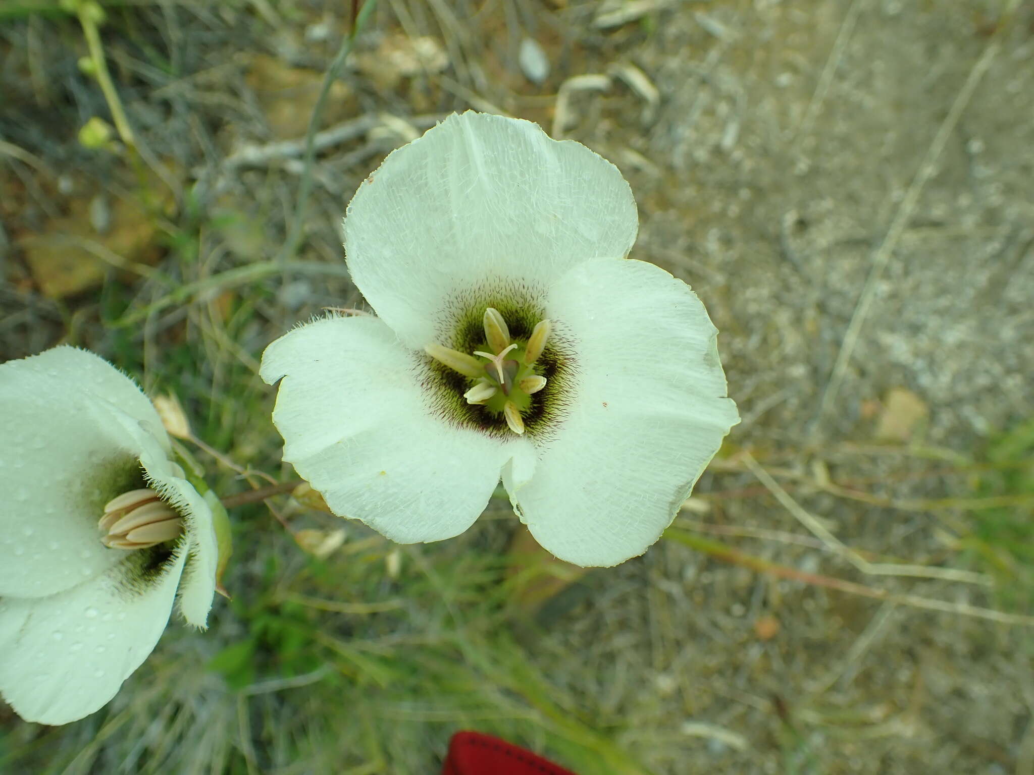 Image of Howell's mariposa lily