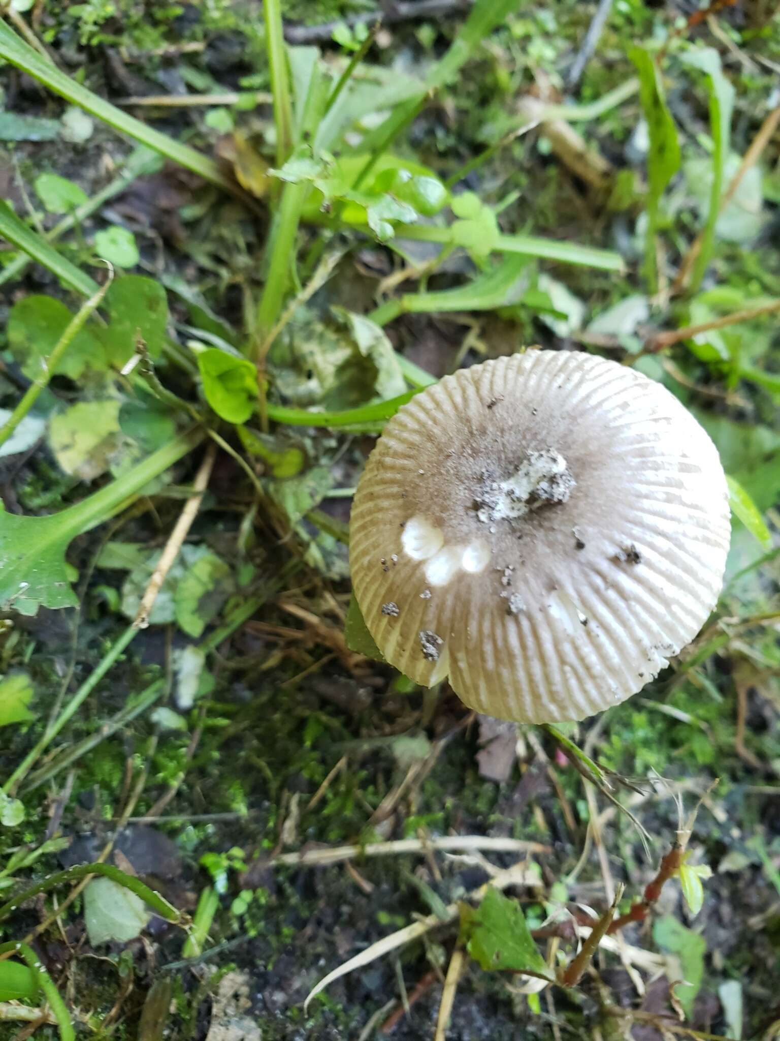 Image of Amanita virginiana (Murrill) Sacc. & Trotter 1925