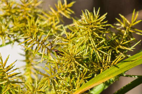 Image of fragrant flatsedge