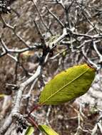 صورة Prunus geniculata Harper